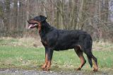 BEAUCERON 998